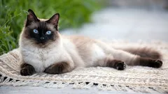 Siamese cat: elegance, character, and breed characteristics