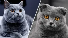 How British cats differ from Scottish cats: why there are no lop-eared British cats