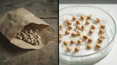 How to “wake up” old seeds: a simple method that will save your future harvest