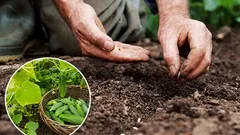 What to plant next to cucumbers: an unexpected neighbor that will double your harvest