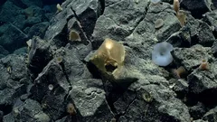 Mysterious golden ball found at the bottom of the ocean