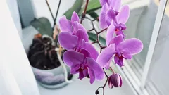 Orchids—the queen of flowers: secrets of growing and caring for them.