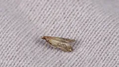 Moths in your home? Useful tips for protecting food and clothing.